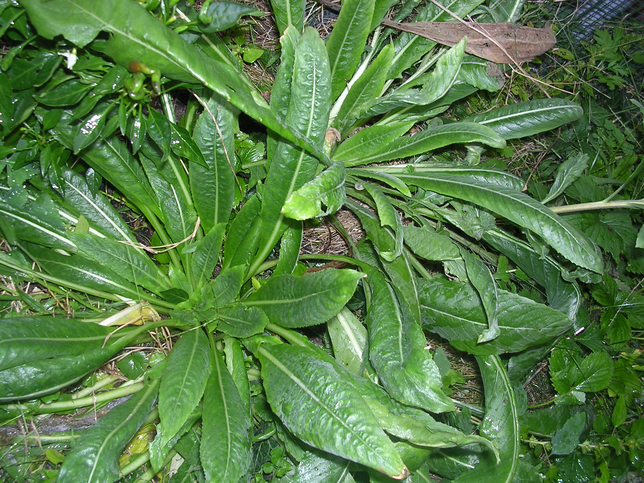 گل مغربی وحشی - معرفی و راهنمای پرورش و نگهداری گیاهان زینتی فضای باز